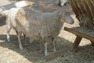 Read more about the article Den fortryllende tradition af Roslag Sheep