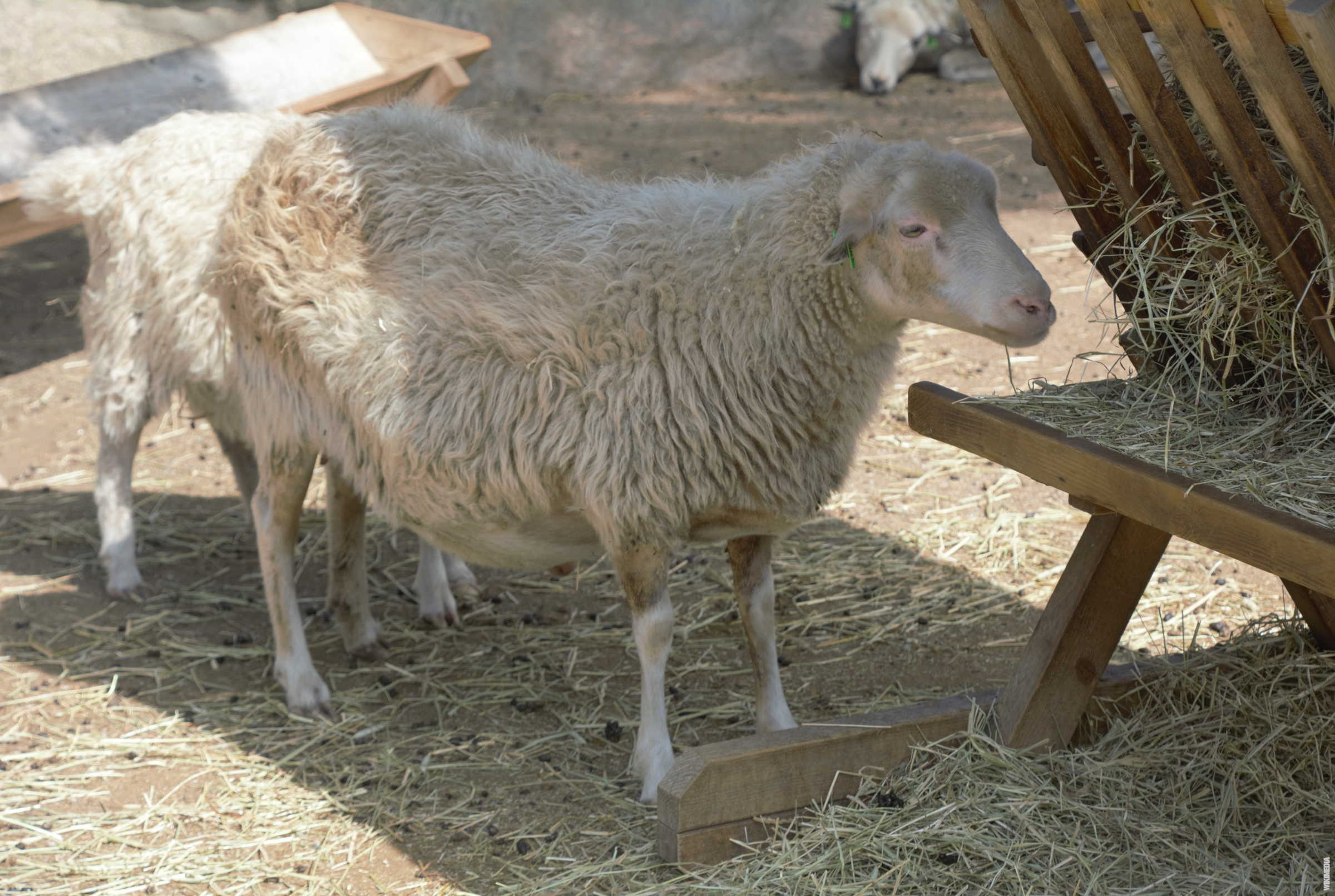 You are currently viewing Roslagin lammas: perinteinen perinne, joka jättää sinut sanattomaksi