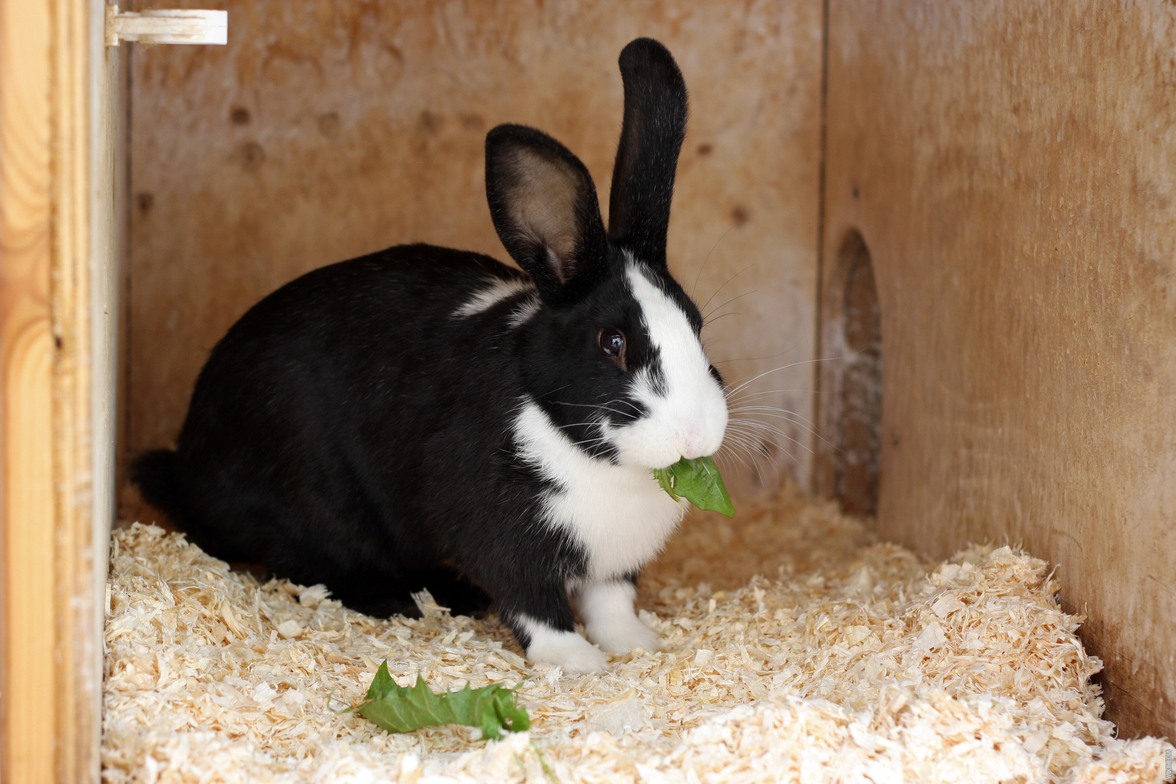 You are currently viewing Mellerud Rabbit: Perinteinen perinneruoka, joka vie kielen mennessään