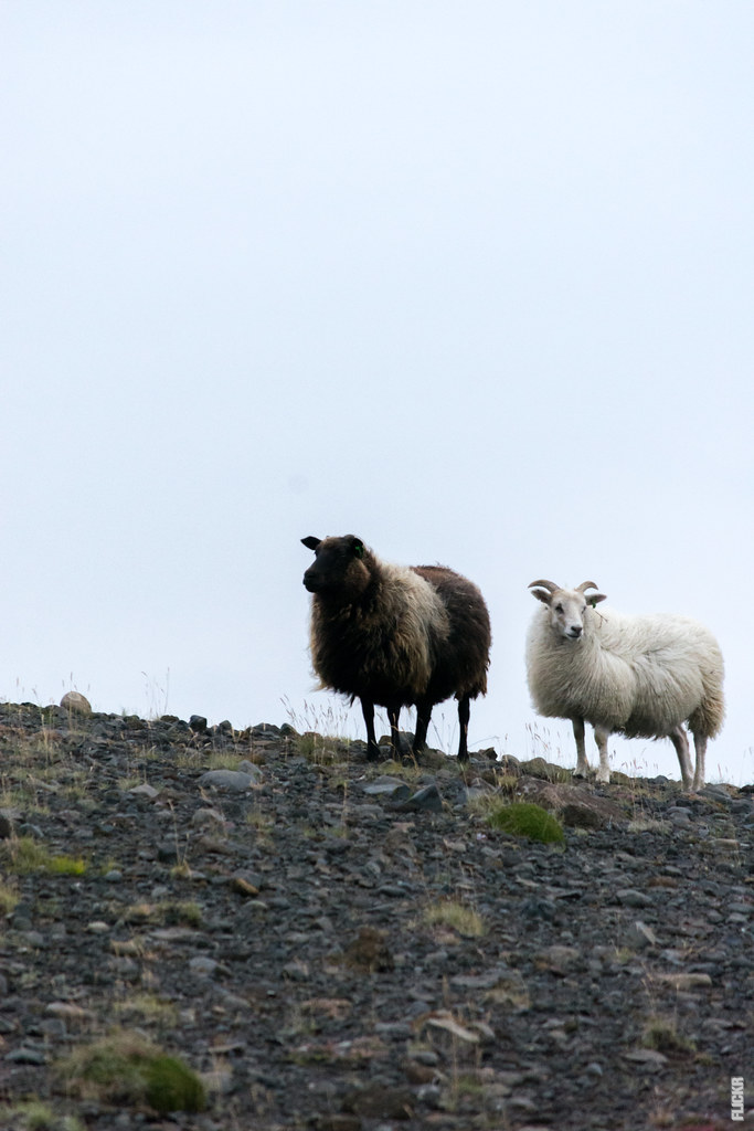 You are currently viewing Islantilainen lammaspaimenperinne: henkeäsalpaava matka saariston karuun kauneuteen