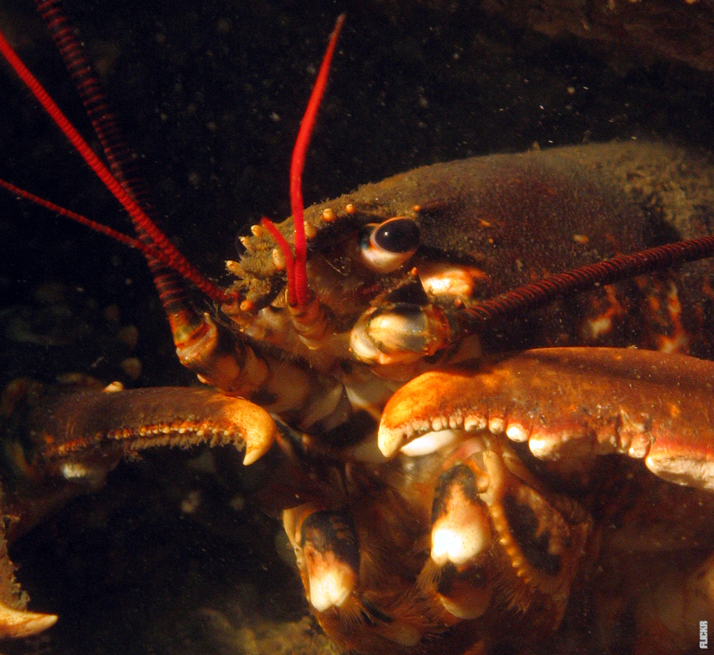 Du visar för närvarande Norwegian Lobster: En Traditionell Delikatess som Lämnar Dina Smaklökar i Extas